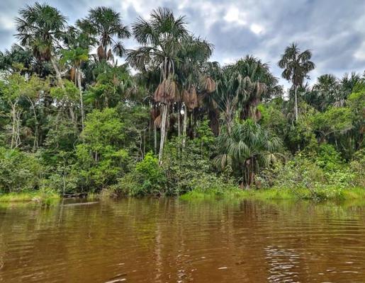 Gobernador pide cambio de ley forestal