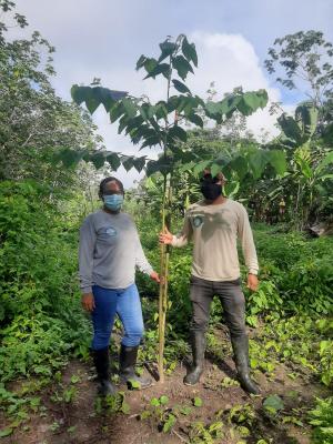 Proyecto de reforestacion