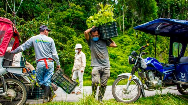 Proyecto arborización carretera Iquitos Nauta