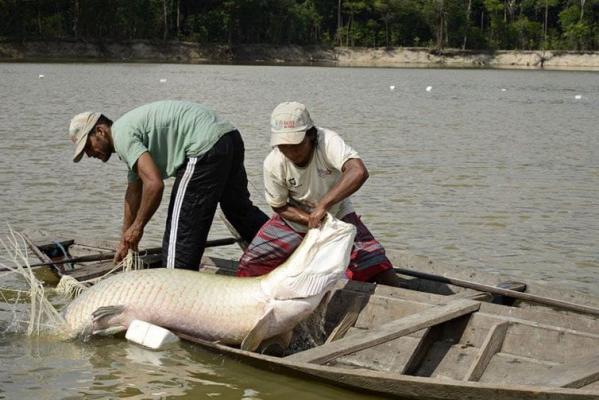 Creditos para el sector pesquero y acuicola