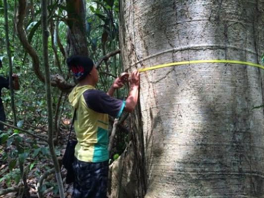 Diametro de los arboles maderables